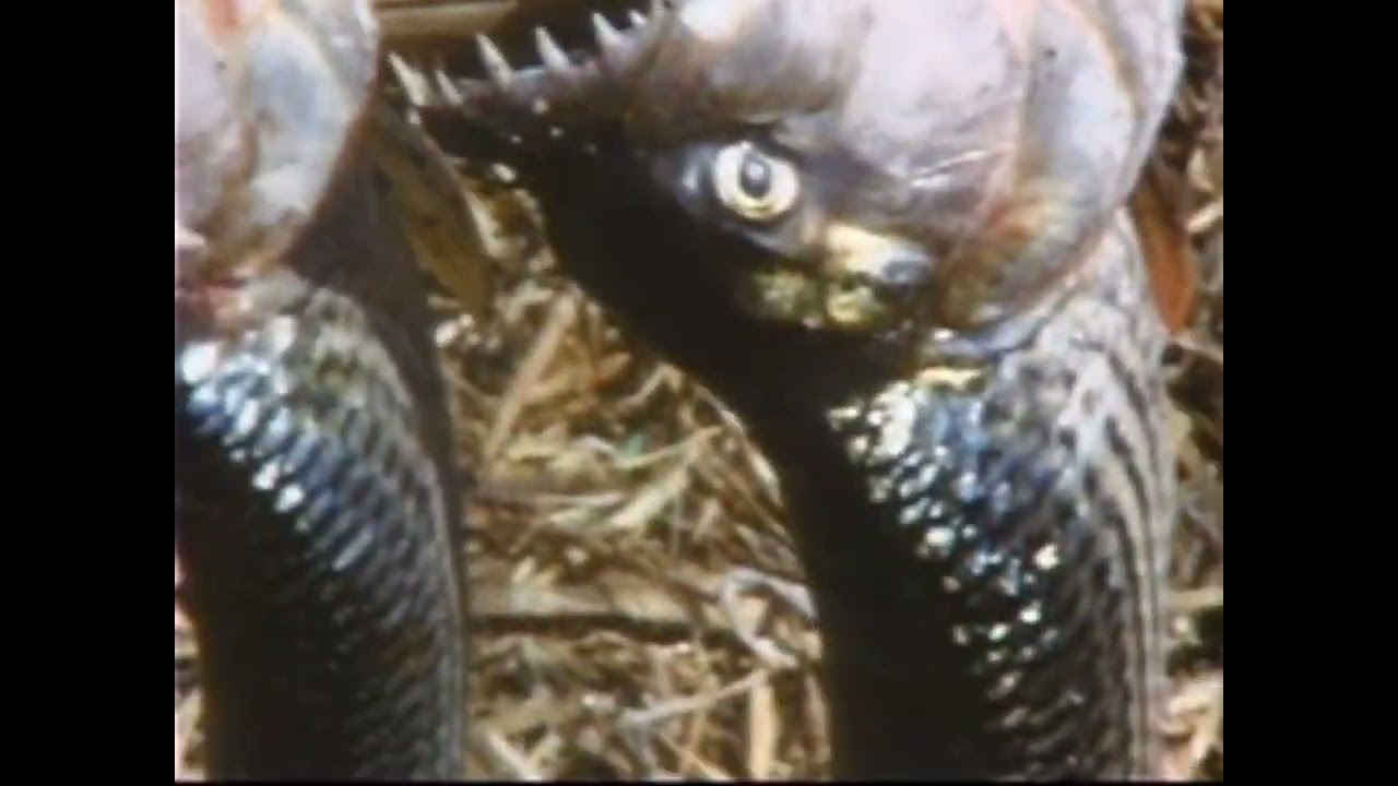 Berwer // Rage on the River Zambezi