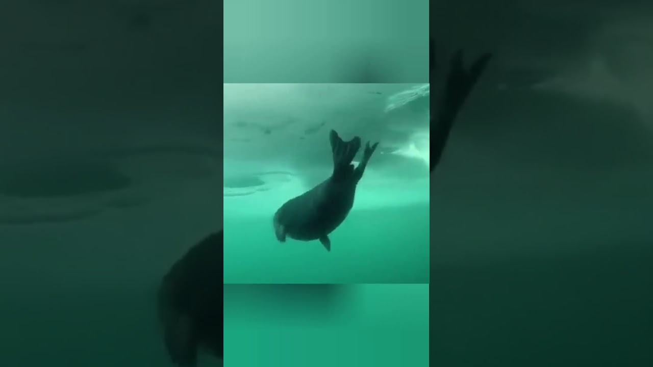 не погибнуть под слоем льда 