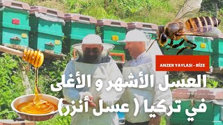 لماذا يعد عسل أنزر العسل الأغلى و الأشهر في تركيا / Anzer Yaylası