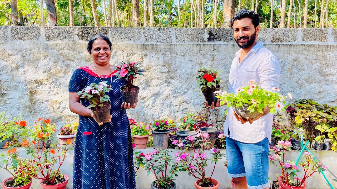 ചൈനീസ് ബോൾസം കളക്ഷൻസ് 🔥🔥🔥🔥 Chinese Balsam Collection