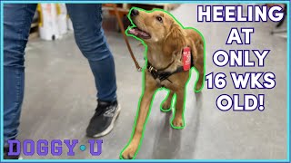How to Teach a Puppy to Heel! // Golden Retriever Service Dog 4 Months!