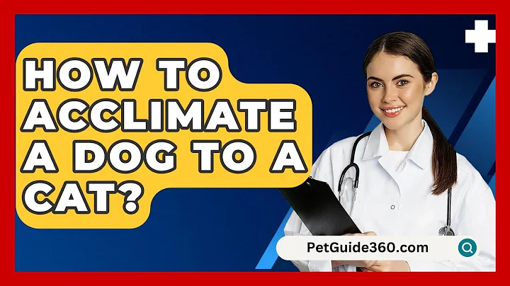 How To Acclimate A Dog To A Cat? - PetGuide360.com