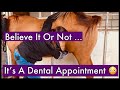 Believe It Or Not, This Is A Dentist Appointment 🤣  Cleaning Teeth To Sheath While Horse Is Sedated