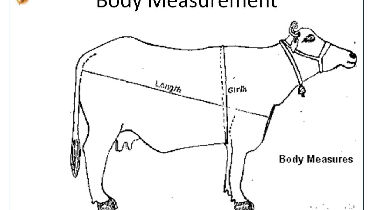 Cow Weight Chart