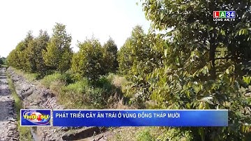 Phát triển cây ăn trái ở vùng Đồng Tháp Mười | LONG AN TV