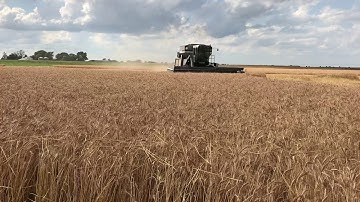 Gleaner L2 cutting wheat 2019
