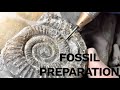 1 Hour Fossil Preparation | Fossil Hunter