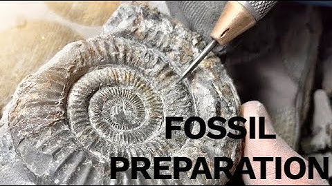 Satisfying 1 Hour Fossil Preparation! | Fossil Hunter
