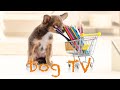 🐾Dog TV | 강아지의 흥미를 자극하는 재미있는 영상들 🎨