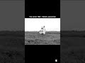 The Linnet 1982 - Witold Leszczyński