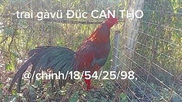 Helo,ae,,25/11/25,pakistan,misweater,(8,5tháng)3ky5,(5vít),video,thinhhanh,,