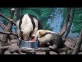 ミナミコアリクイ親子食事(のいち動物公園) の動画、YouTube動画。