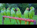 Parrot natural sounds