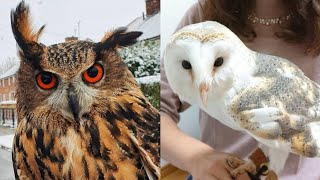 OWL BIRDS Funny Owls And Cute Owls Videos Compilation (2021) #014  Funny Pets Life