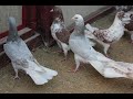 Baki Goyercinleri Бакинские Голуби Baku Pigeons Ruslan_Şahin 2020