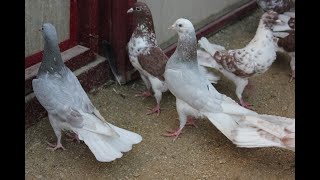 Baki Goyercinleri Бакинские Голуби Baku Pigeons Ruslan_Şahin 2020