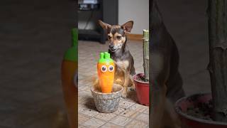 Dog Found a TALKING Carrot… Then It Turned Into a MAGIC SWORD?! 😱🐕🥕⚔️#shorts