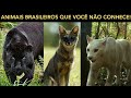 ANIMAIS QUE TEM NO BRASIL E VOCÊ NÃO SABIA