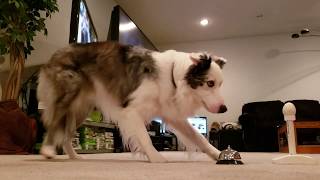 My Dog Does The Best Egg Challenge Ever | Mr Biscuit by Mr Biscuit The Border Collie 267 views 4 years ago 25 seconds