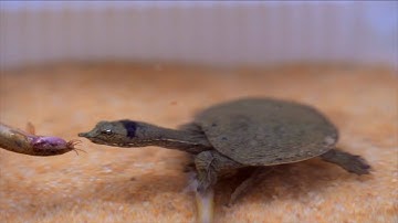 Baby Softshell Turtle Attacking Under The Sand | WARNING LIVE FEEDING