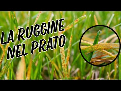 Video: Problemi di ruggine sull'erba: trattamento del fungo della ruggine nel prato