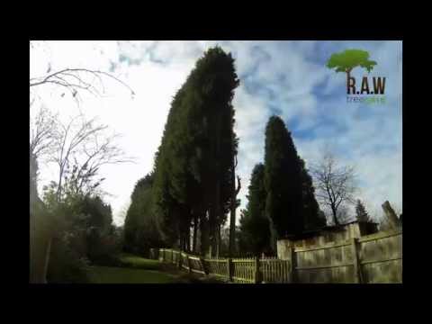 Conifer Removal Wolverhampton - A Timelapse [HD]