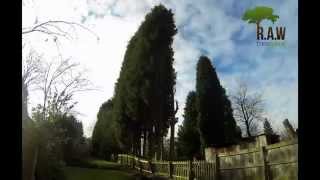Conifer Removal Wolverhampton - A Timelapse [HD]