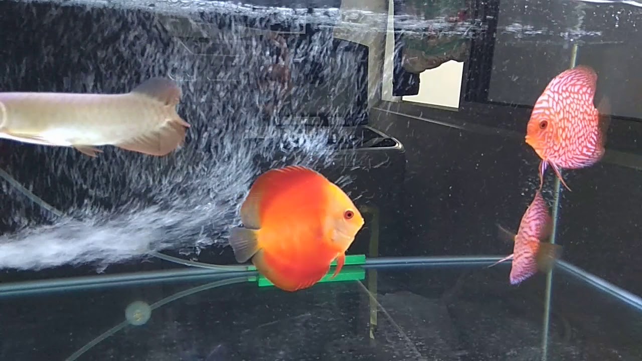 camera iphone 8 plus apk New YTL Spoonhead Red Tail Golden Arowana baby (Wild Caught)