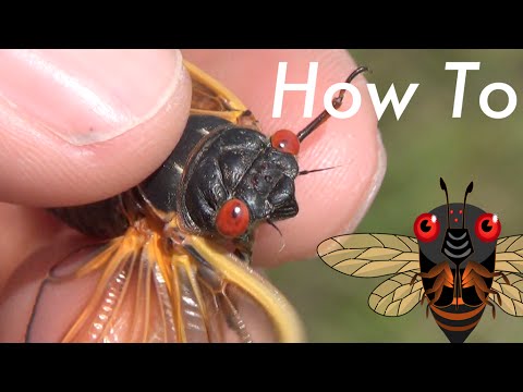 How To Identify the Species of a Periodical Cicada / "Locust" / Magicicada