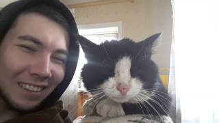 коты умеют говорить коты умеют говорить