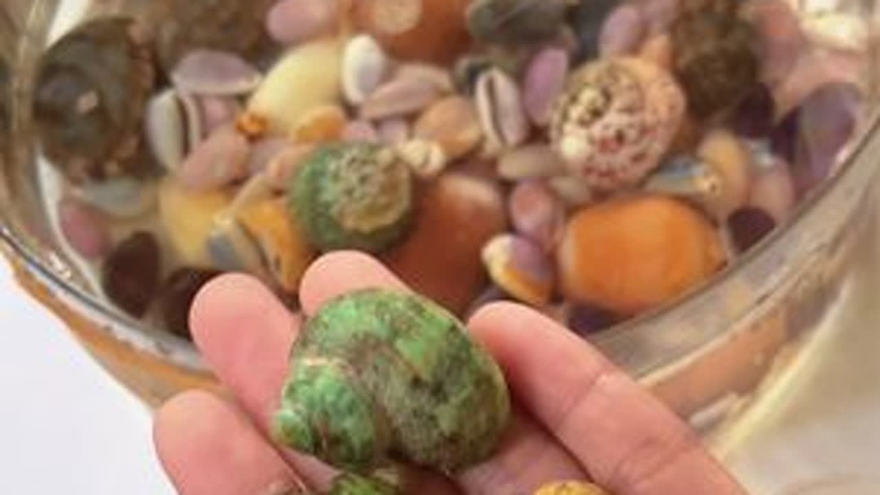 给安徽大美女代捡的贝壳洗一下#捡贝壳 #赶海 #种草激励计划 #日常分享 #海南