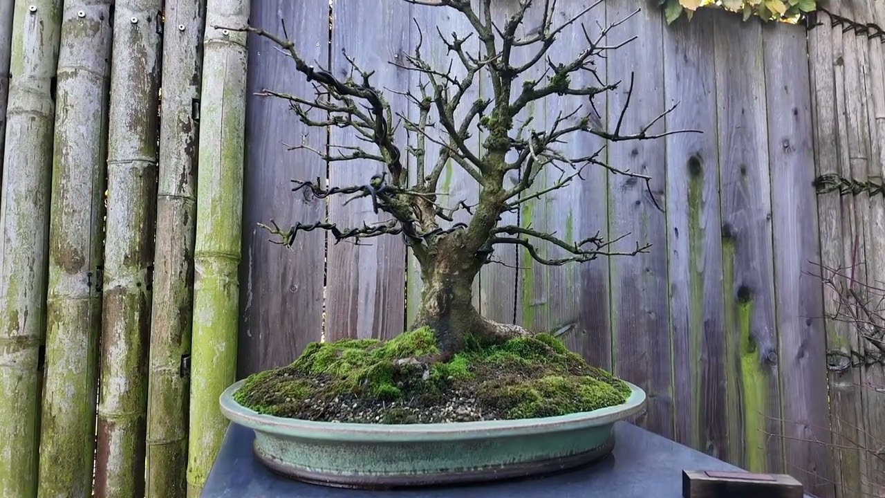 Bonsai-Besuch #5 bei Frank