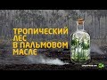 Тропический лес в пальмовом масле