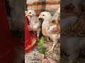 Chickens 🐔