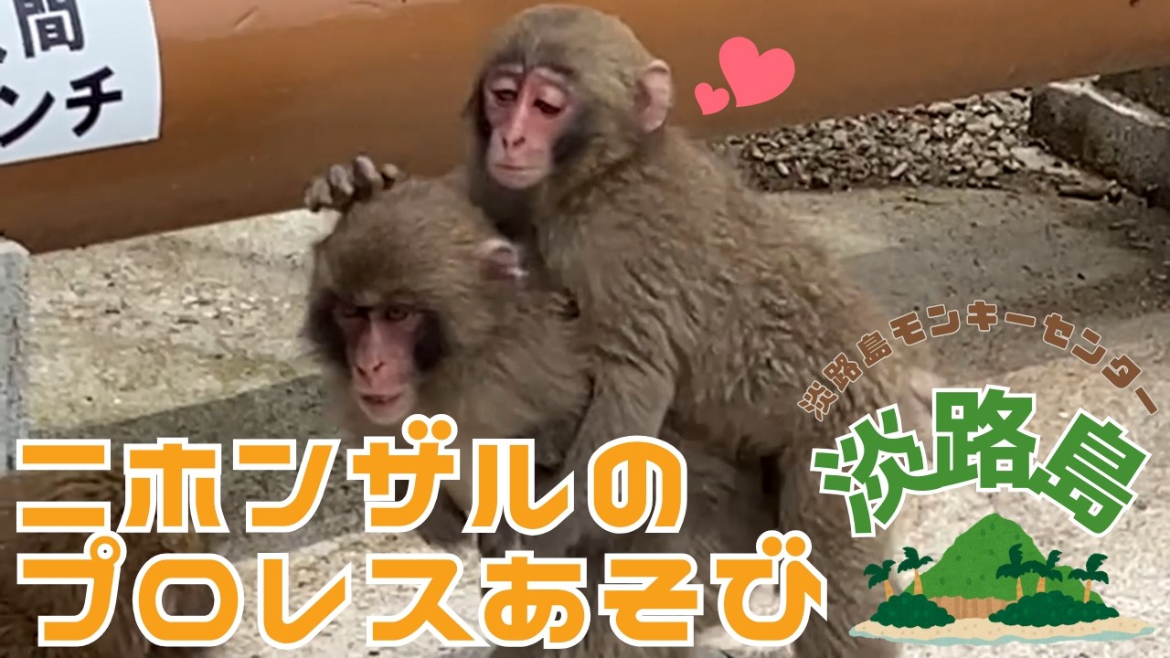 タレ目ファミリーみんなでワイワイ。ニホンザルのプロレスごっこ｜小夏・コダマ・ホタル【淡路島モンキーセンター】兵庫県洲本市