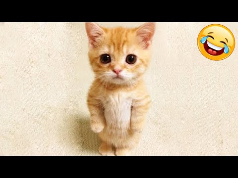 Funny Animal Videos - Hilarious Cat Reactions - Week #180 — Eightify