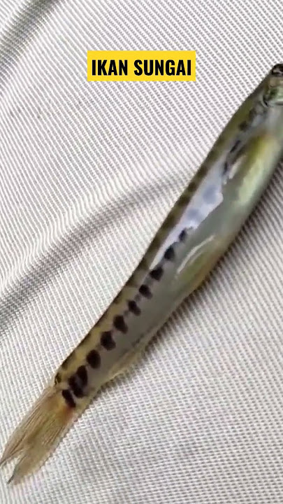 jenis ikan sungai. #shorts