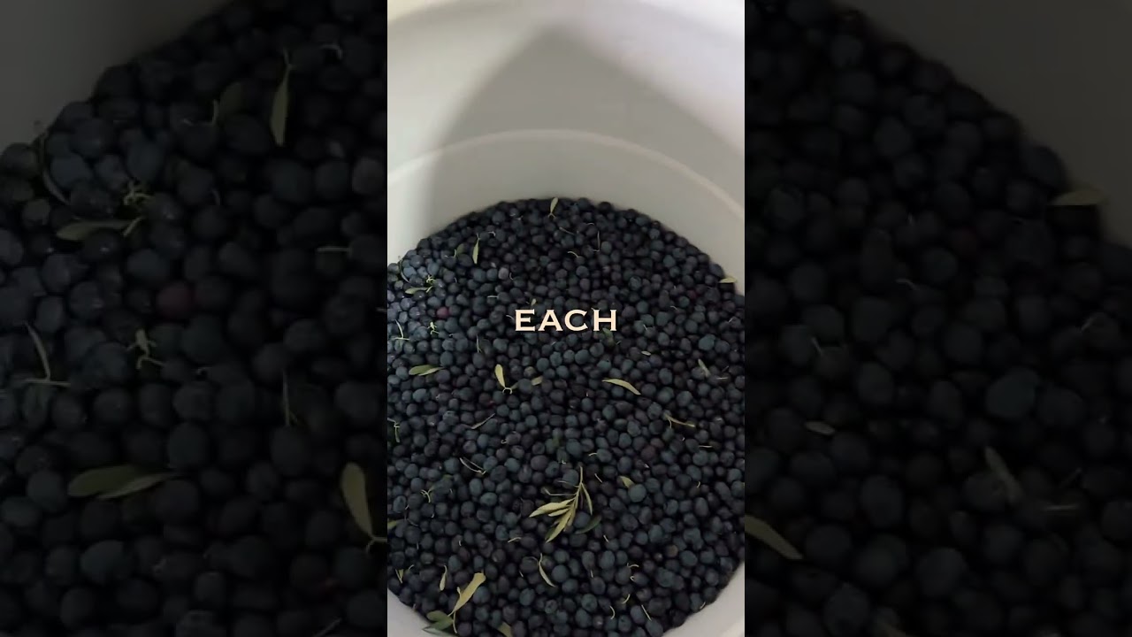 Olive Plantation: The Secret of Passive Income for Generations