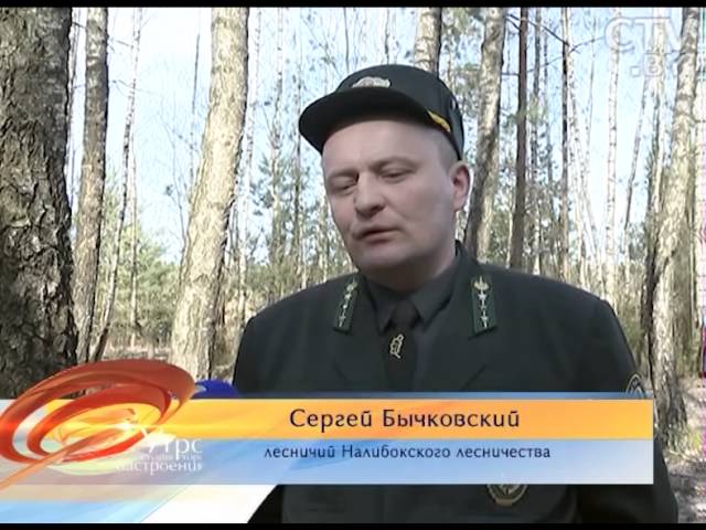 Целебный напиток природы: как добывают берёзовый сок?