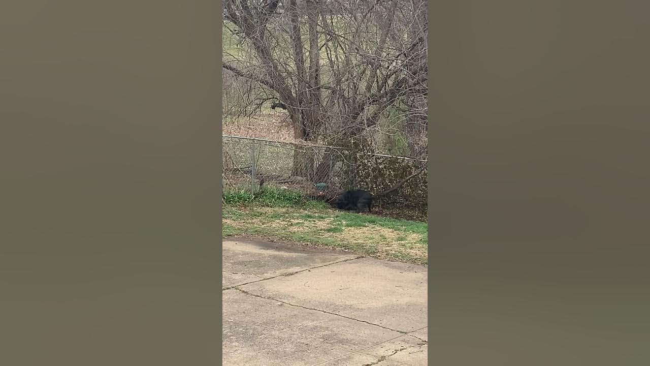7 year old cane corso Isa kills groundhog - YouTube