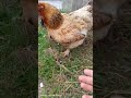 Заботливая птица