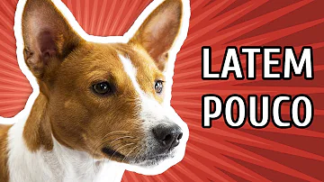 Porque o meu cachorro não late?