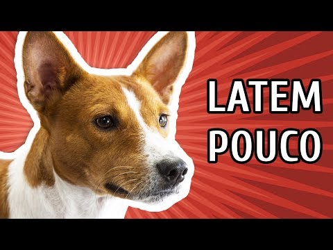 Vídeo: 5 raças de cães pequenos que não latem (muito!)