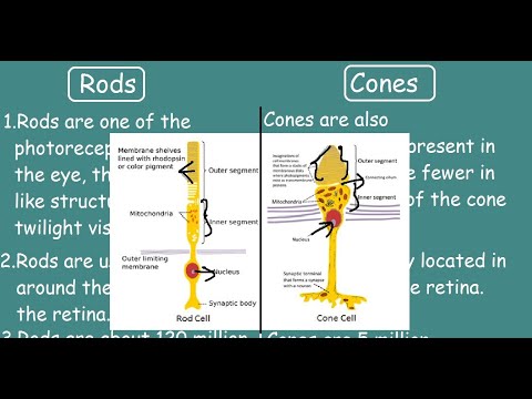 Rod cells vs Cone cells |Quick Differences & Comparisons|