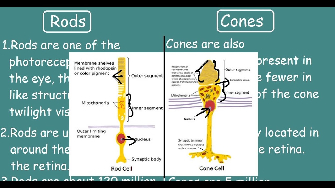 Rod cells vs Cone cells, Quick Differences & Comparisons