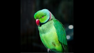 Indian Ring Neck Green Parrot With Natural Sounds