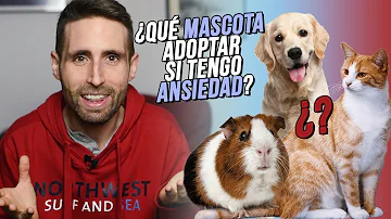 ¿Qué perro debo tener si tengo ansiedad?