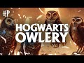 Harry potter  the owlery   1 hour ambience