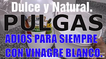 ¿El vinagre blanco previene las pulgas?