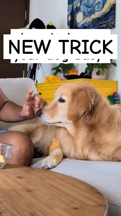 ‼️HOW TO KEEP YOUR DOG BUSY‼️ #doglover #dogshorts #funnydog #cutedog #goldenretriever